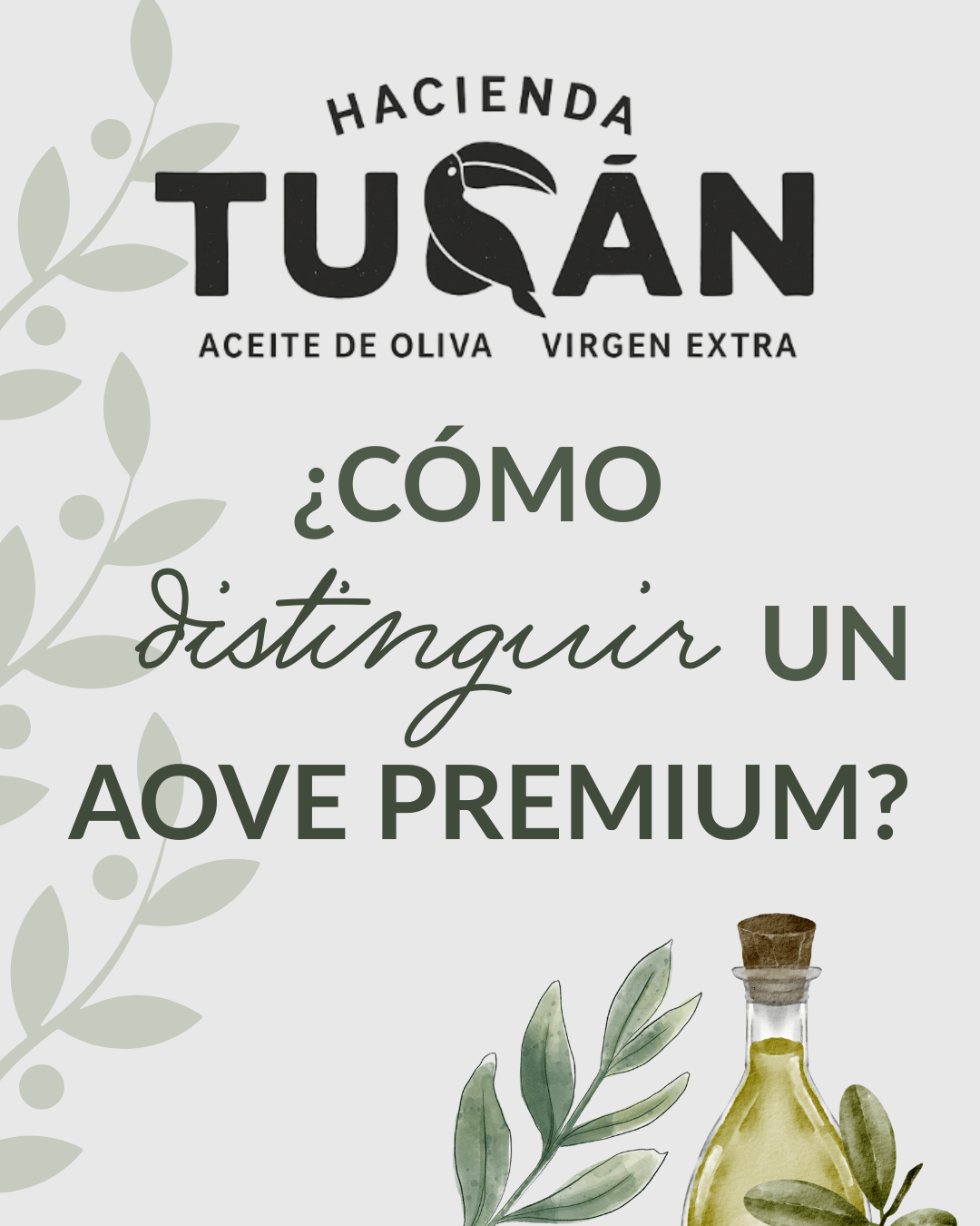 Cómo distinguir un AOVE premium: claves para elegir bien